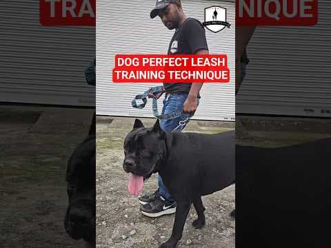 Recent post by SMART DOG TRAINING