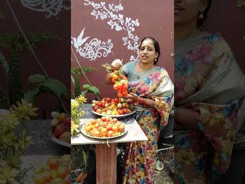 Recent post by TELUGU GARDEN VLOG
