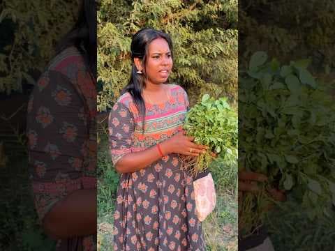 Recent post by Seetha Lakshmi