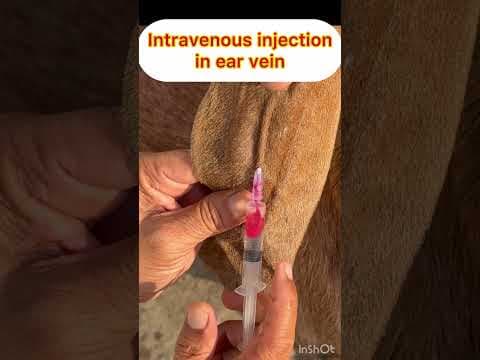 Recent post by Vet Surgery