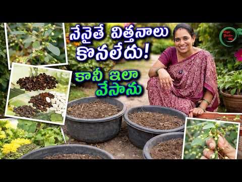 Recent post by TELUGU GARDEN VLOG