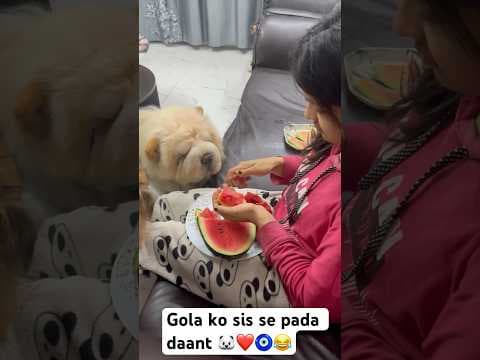 Recent post by Champ The Gsd