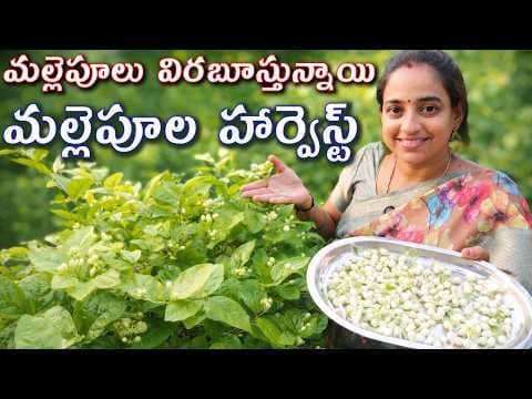 Recent post by TELUGU GARDEN VLOG