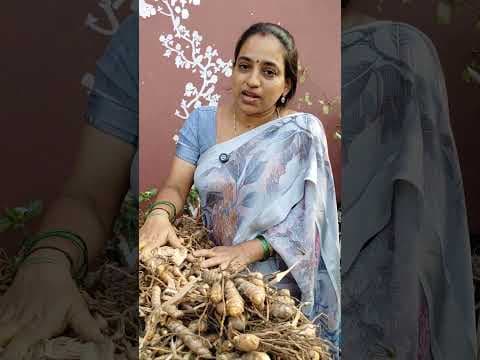 Recent post by TELUGU GARDEN VLOG