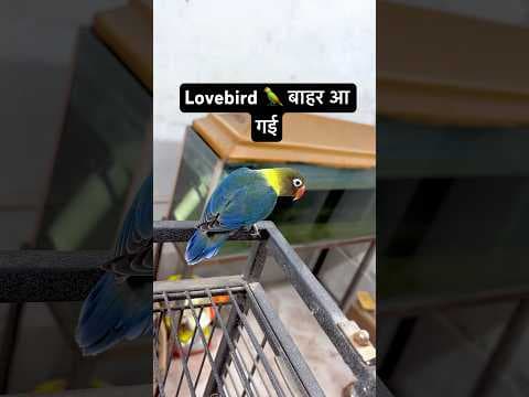 Recent post by FreeExoticPet