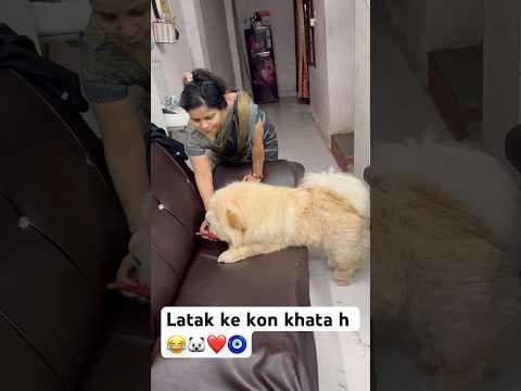 Recent post by Champ The Gsd