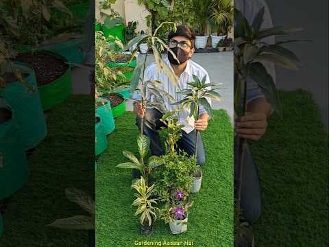 Recent post by Gardening Aasaan Hai