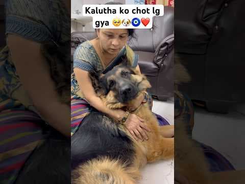 Recent post by Champ The Gsd