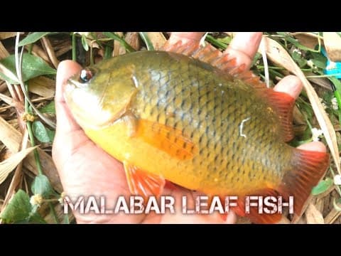 Recent post by Fishy Vlogs - Ajay Thiruvalla