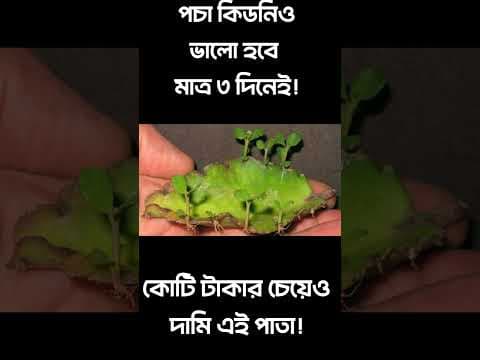 Recent post by Perfect Tips by Laboni