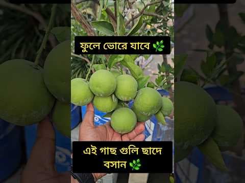 Recent post by Green Friends
