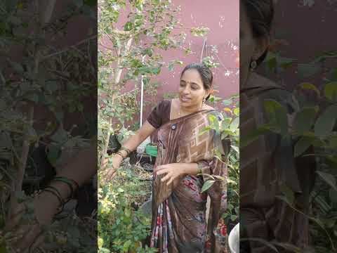 Recent post by TELUGU GARDEN VLOG