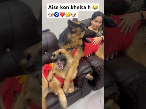 Recent post by Champ The Gsd