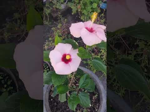 Recent post by Alpana Bhattacharyya