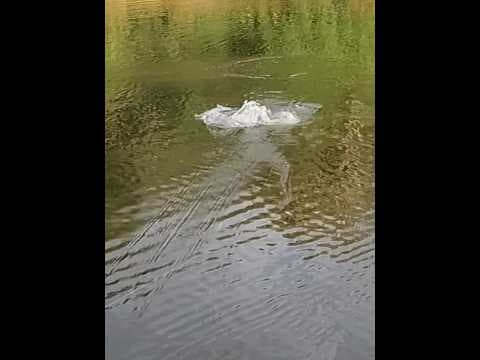Recent post by Fishy Vlogs - Ajay Thiruvalla