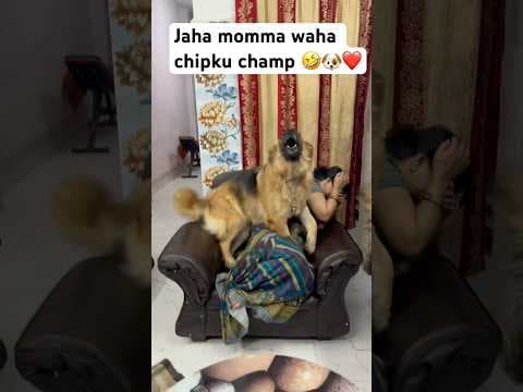 Recent post by Champ The Gsd