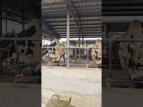 Recent post by Banglar Haat Bazar