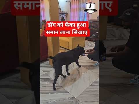 Recent post by SMART DOG TRAINING