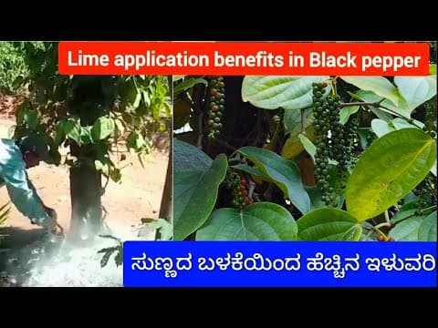 Recent post by Plantation Info {ಕೃಷಿ ಸಲಹೆ}
