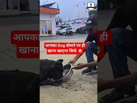 Recent post by SMART DOG TRAINING