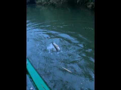Recent post by Fishy Vlogs - Ajay Thiruvalla