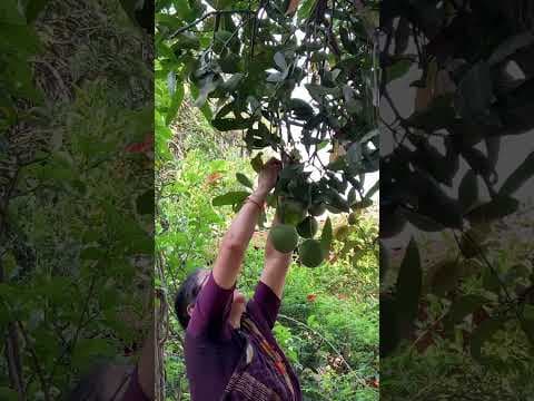 Recent post by Patnam Lo Palleturu by Pinnaka Padma