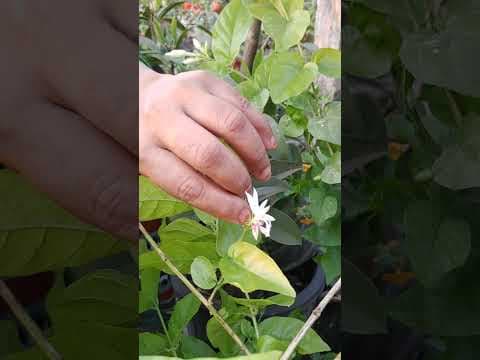 Recent post by TELUGU GARDEN VLOG