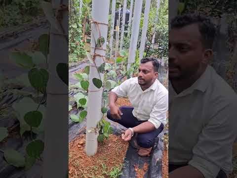 Recent post by കാർഷിക നുറുങ്ങുകൾ By Alfred