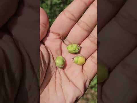 Recent post by Plantation Info {ಕೃಷಿ ಸಲಹೆ}