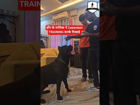 Recent post by SMART DOG TRAINING