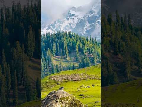 Recent post by Rouf Kashmir