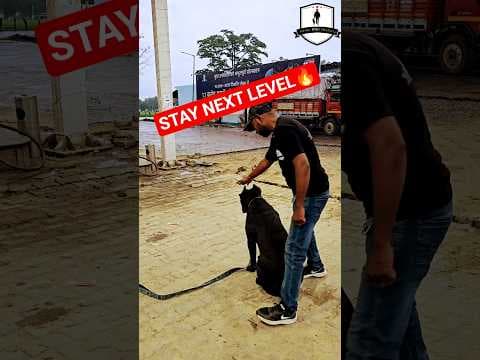 Recent post by SMART DOG TRAINING