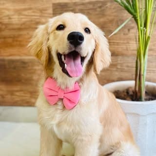 Simba