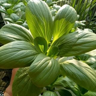 GRIYA SAYUR HIDROPONIK MALANG