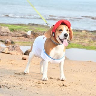 RockyTheBeagle