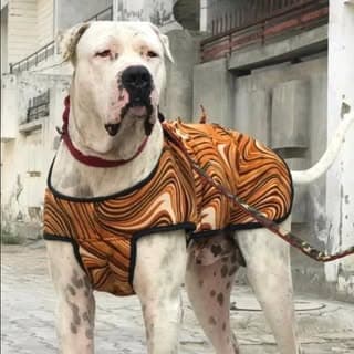 bully_doglovers