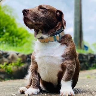 Hank Waylon