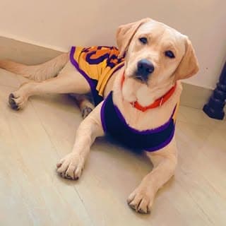 SIMMBA // Golden labradorr๐ถ๐ฆ