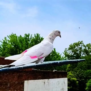 Punjabi kbuter club ๐๏ธ๐๏ธ