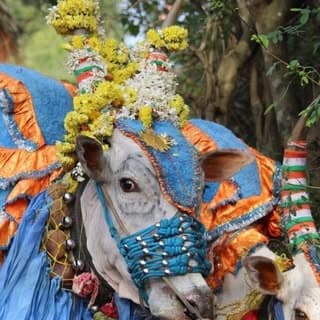 ಚಿನ್ನಾಟದ ಚೆಲುವ 1️⃣✌🏻1️⃣