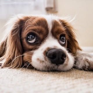 Dog Lovers 🐾❤️
