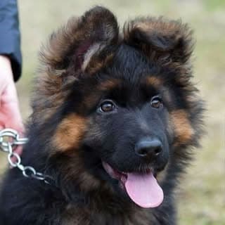 Gsd Choudhary Kennel