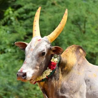 KALLUR ASM ❤️🔥🚩
