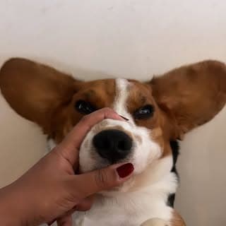 Rioo🐶