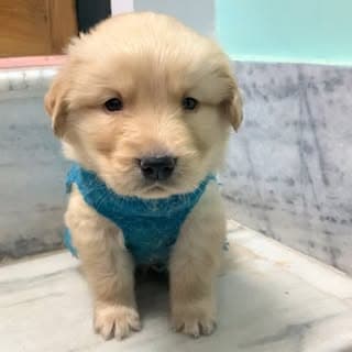 𝖢𝖠𝖨𝖱𝖮🐶