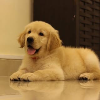 Maffu ๐ถ| Certified Ball-paglu ๐พ๐ #goldenretriever