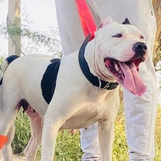 royal pitbull