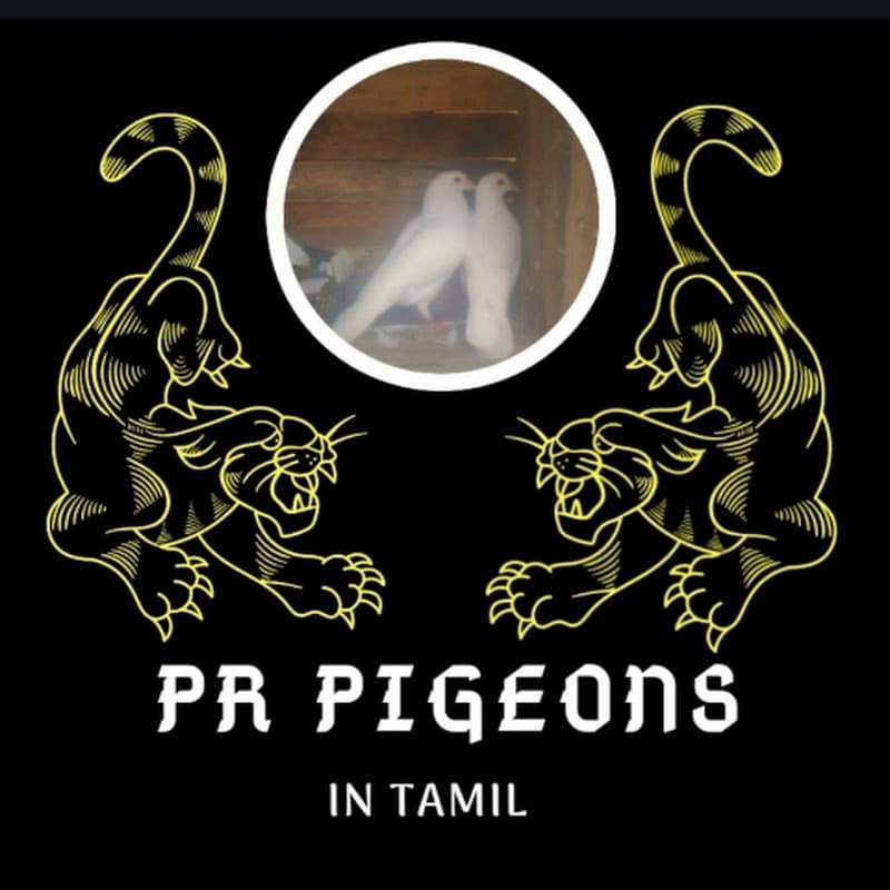 Pr Pigeons