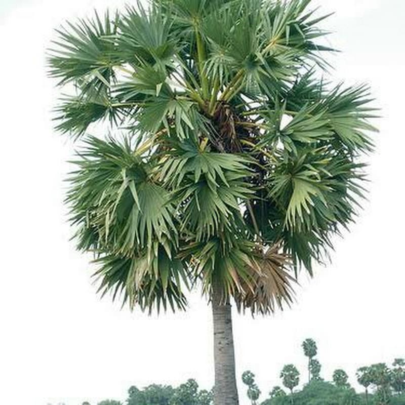 Mooligai Mahendran