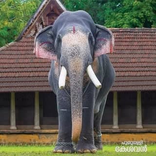 പുതുപ്പള്ളി കേശവൻ ഫാൻസ്